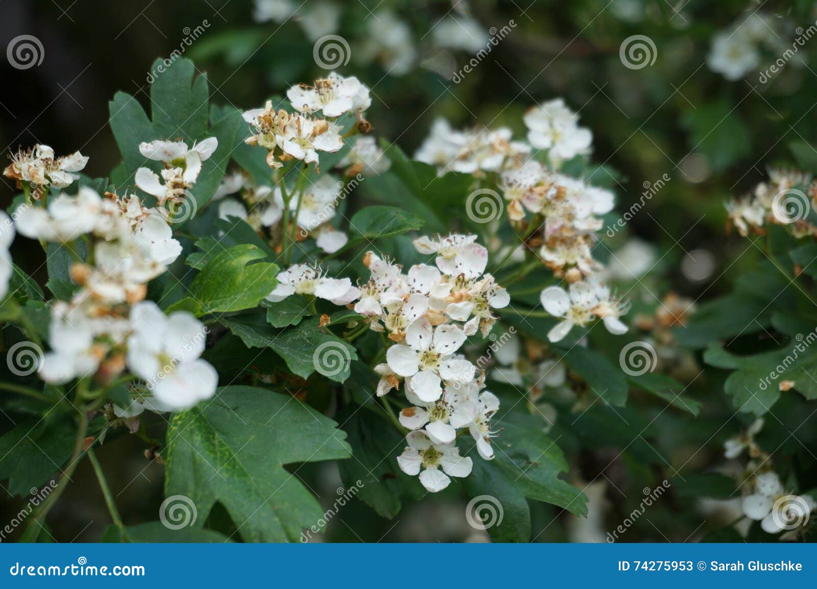 Bush bearing flowers stock image. Image of fruits, trees 74275953