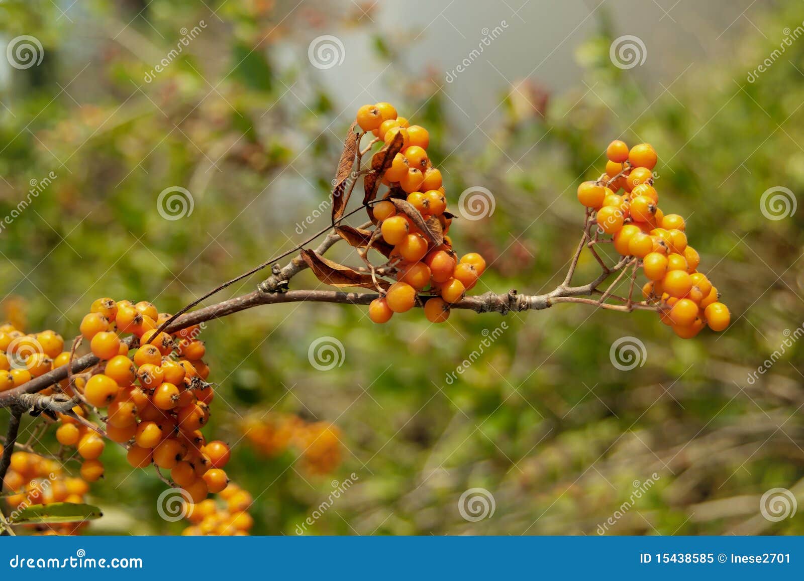Bush berries stock image. Image of season, warm, berries 15438585