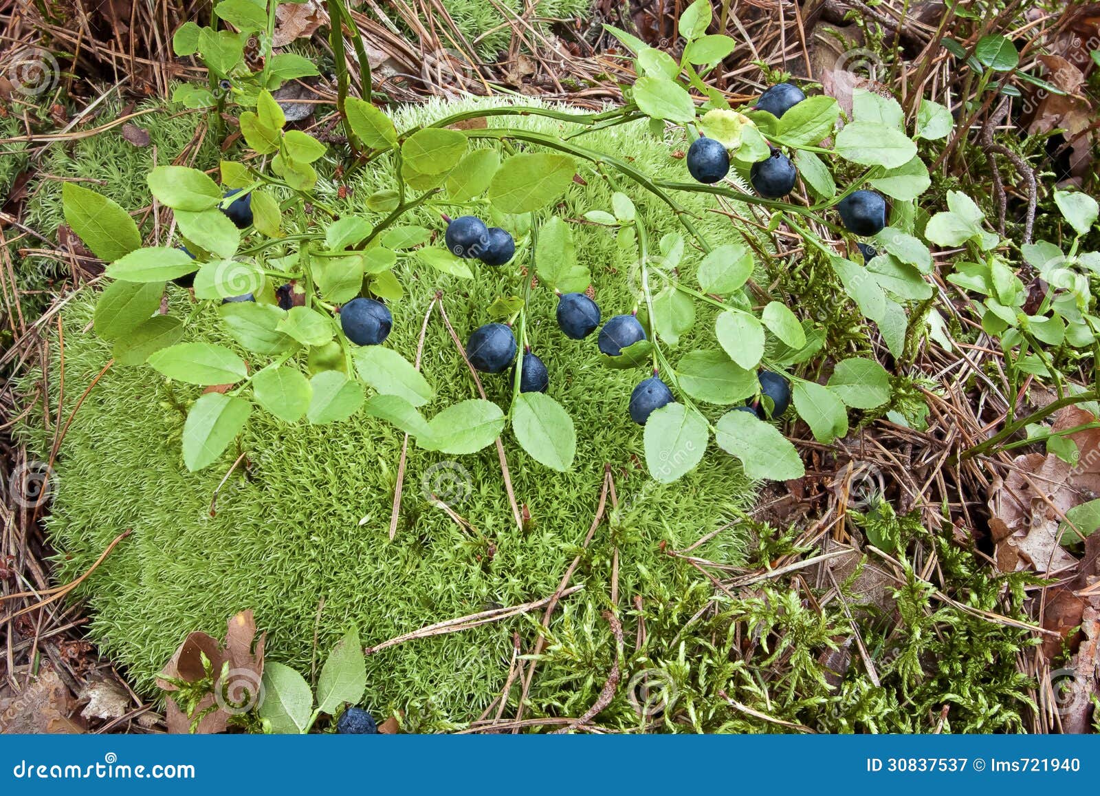 Bush of Bilberry in the Forest Stock Image Image of fresh leaf 30837537