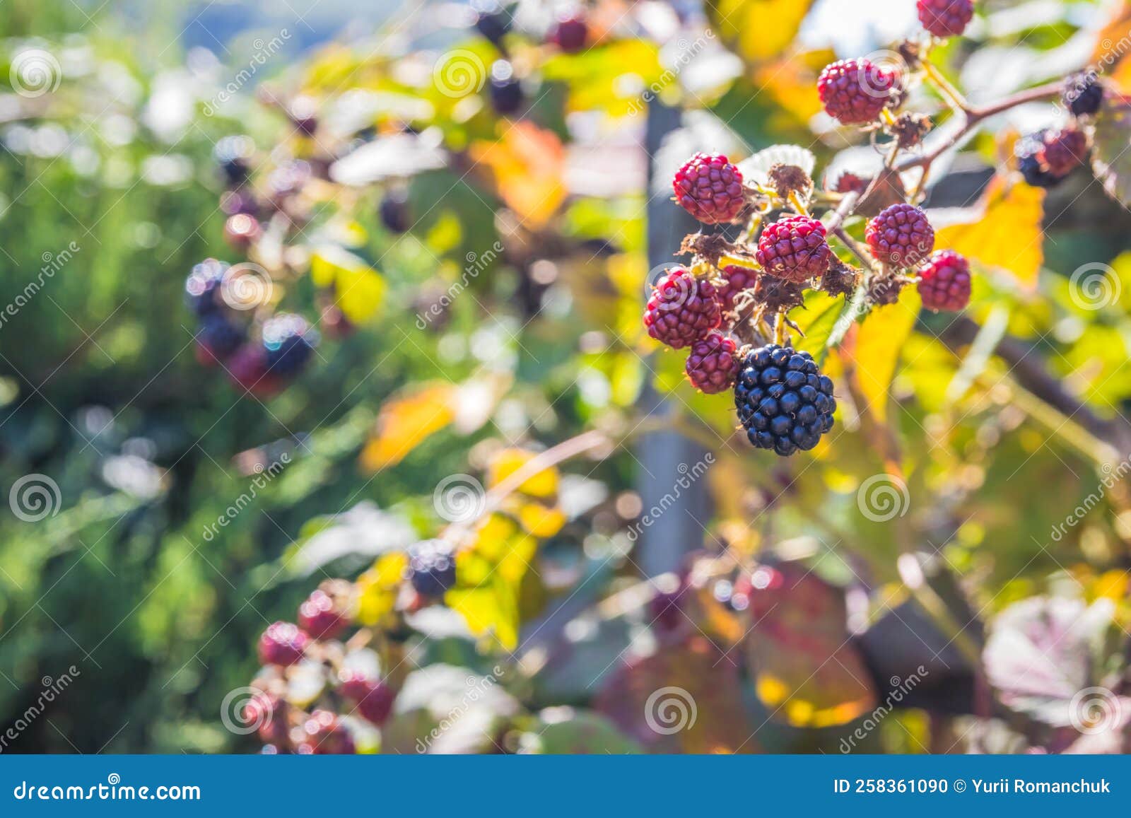 Bush with Blackberries. Blackberries Ripen on a Bush in Summer. Berries