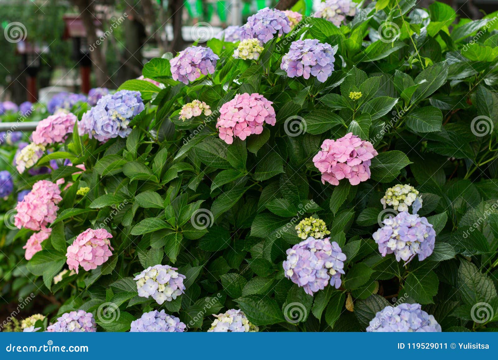 The Bush Of Pink And Purple Hydrangeas Flowers Ajisai Stock Image Image Of Festival Garden