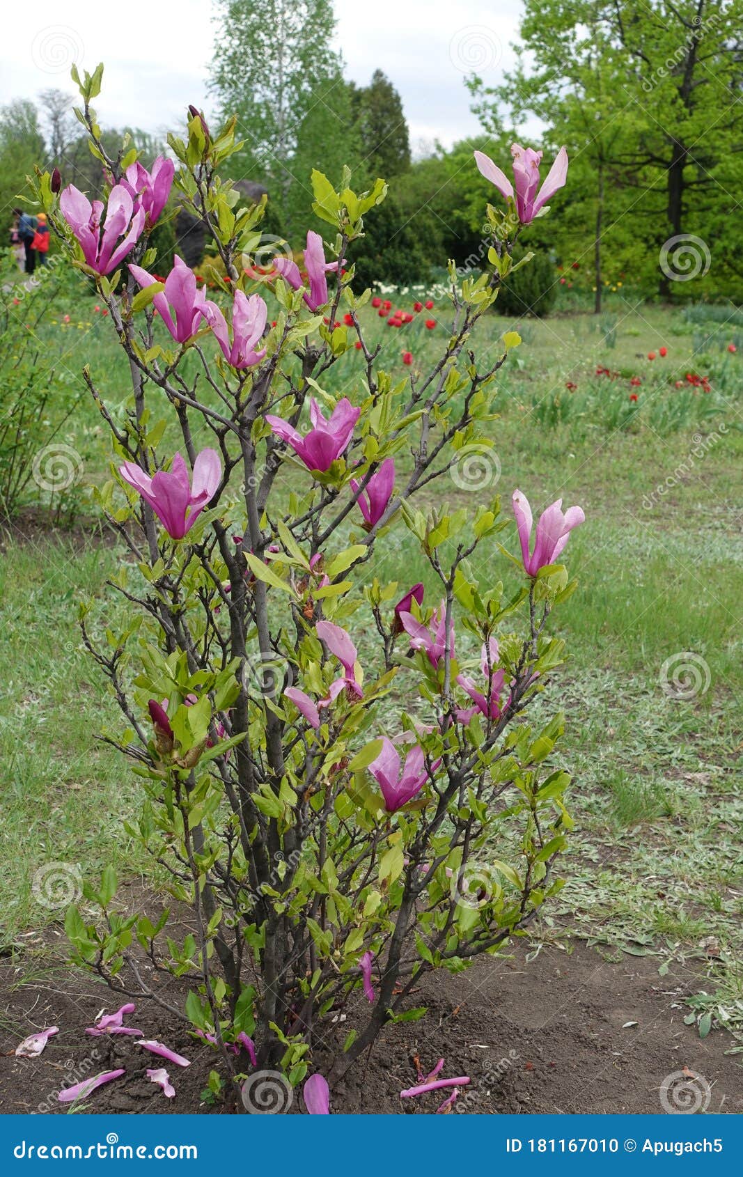 bush of blossoming magnolia liliiflora