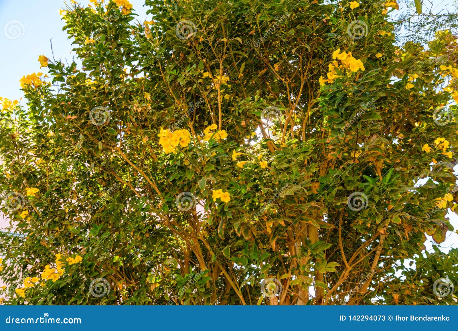 Bush of the Blossoming Stans Also Called Ginger Thomas, Trumpet