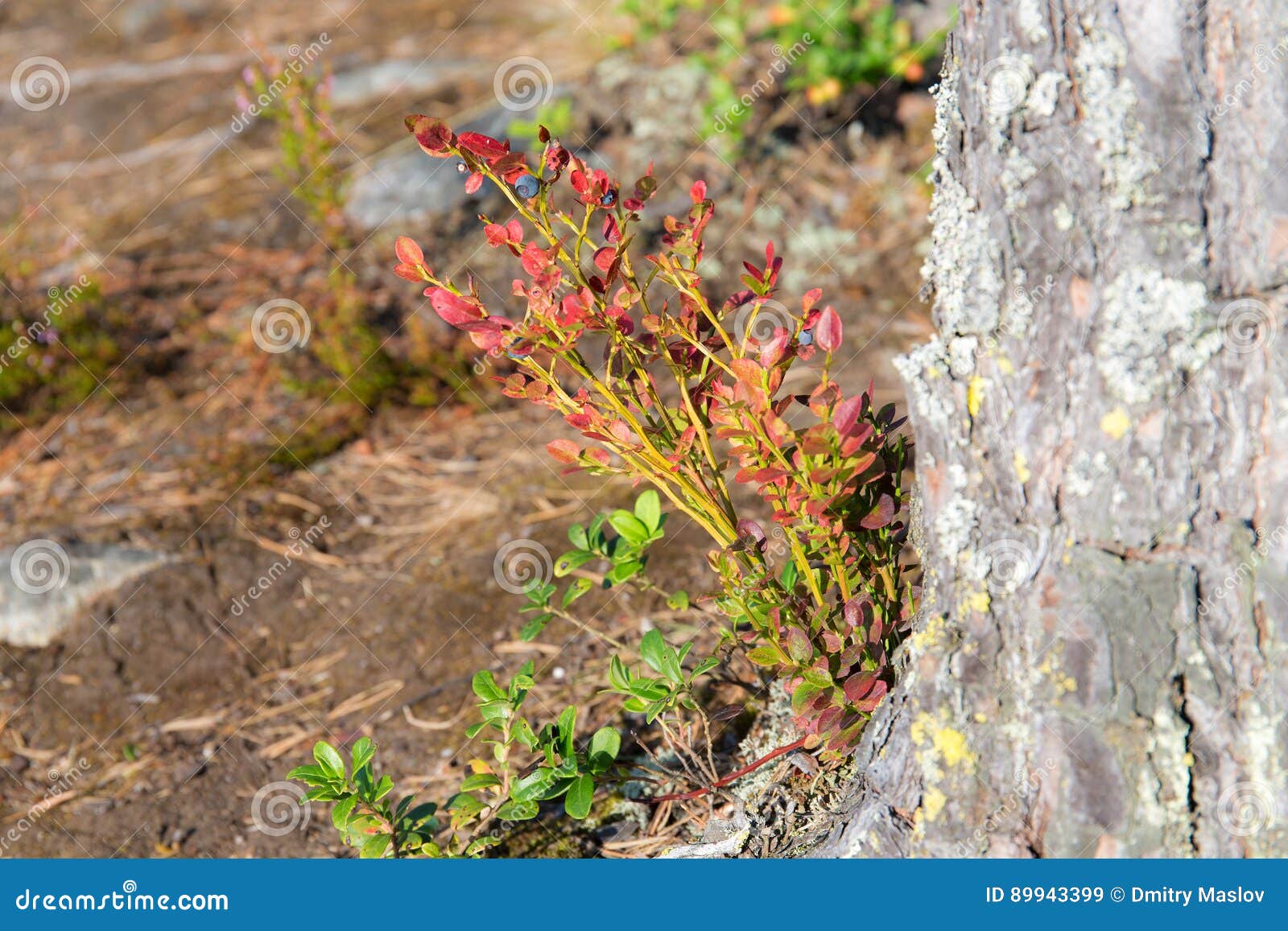 Bush of blueberries stock image. Image of bush, small 89943399