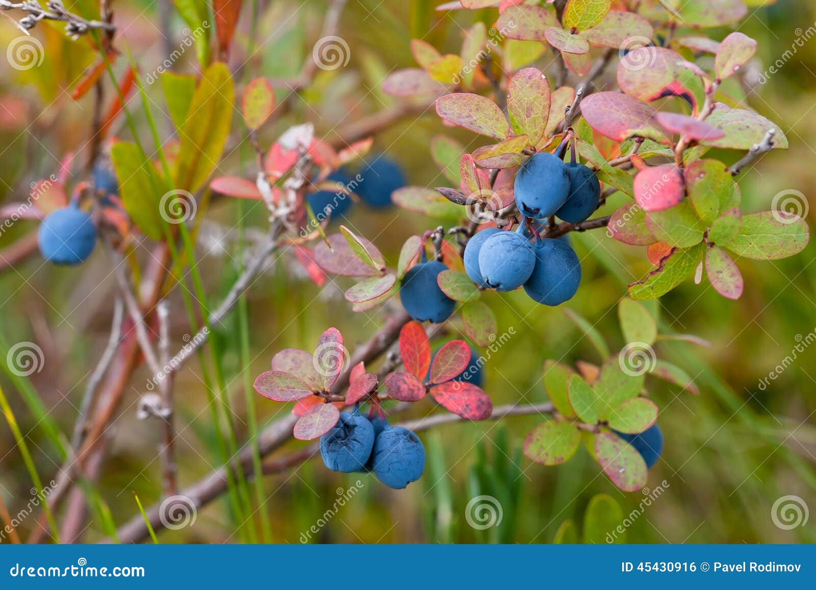 Bush of bog bilberry stock photo. Image of bilberry, food 45430916