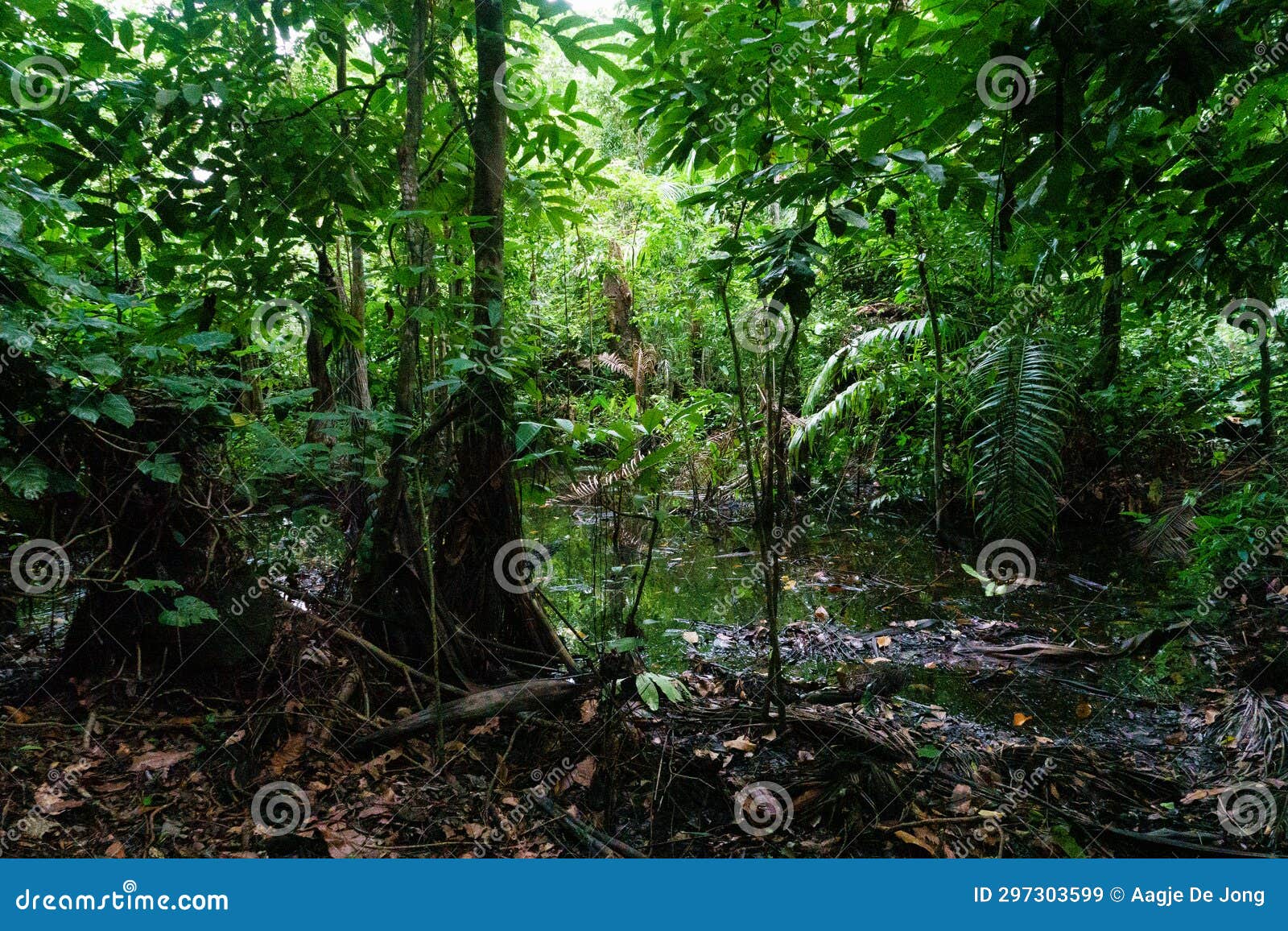 bush bush wildlife sanctuary rainforest in nariva swamp on trinidad