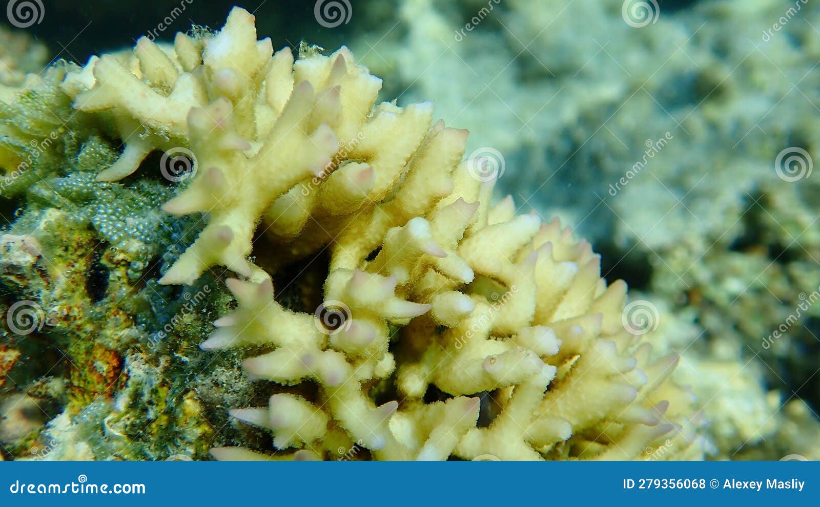 Bush Coral or Spiny Row Coral, Needle Coral (Seriatopora Hystrix) Close ...