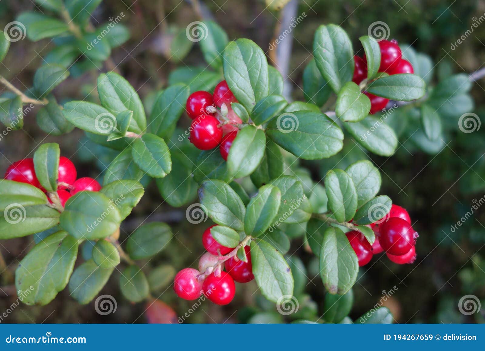 A Bush with Cranberries in the Forest Stock Image Image of juicy