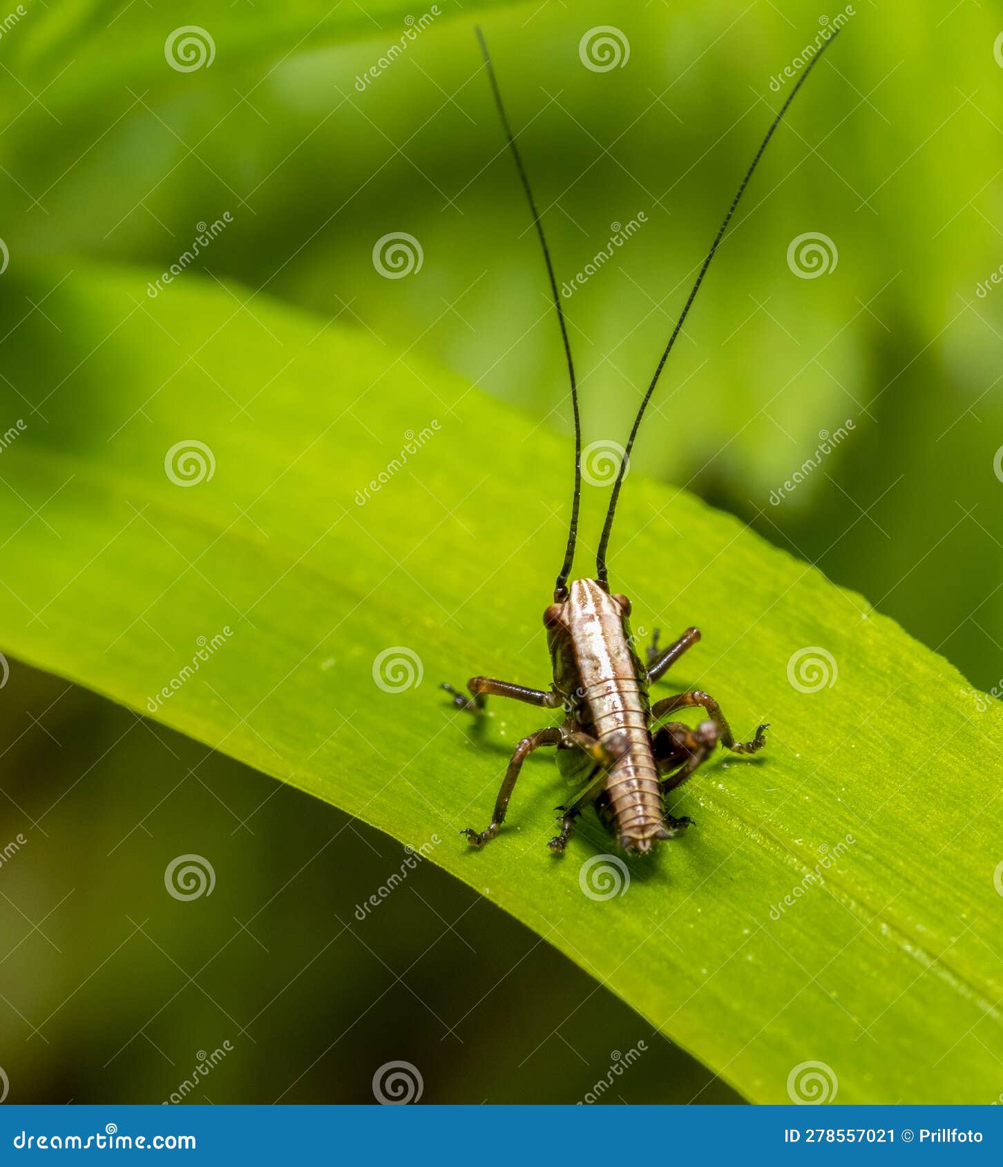 Bush cricket stock image. Image of blurry, detail, bush 278557021