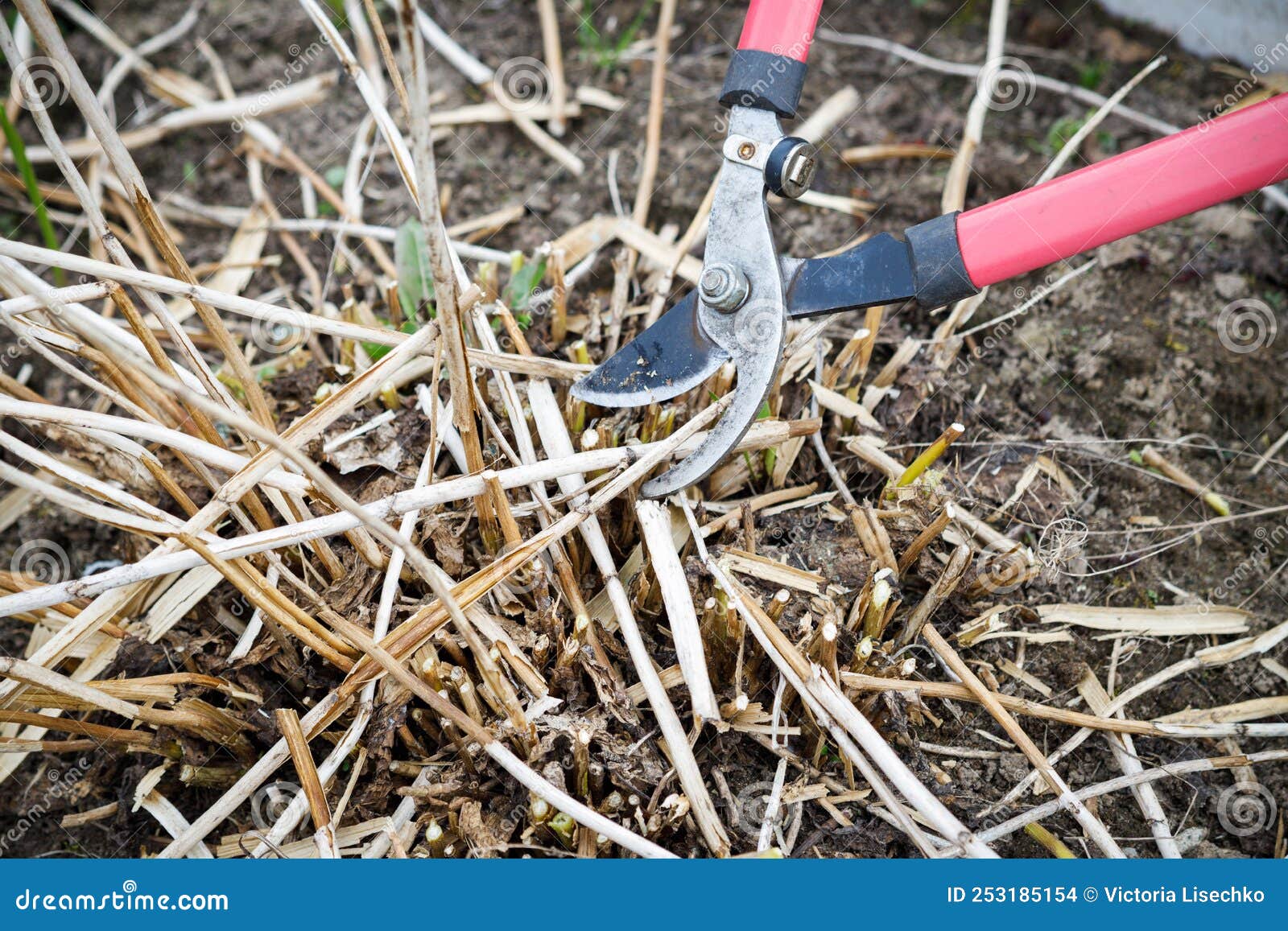 Bush Cutting by a Garden Pruner Stock Photo Image of cutting, bush