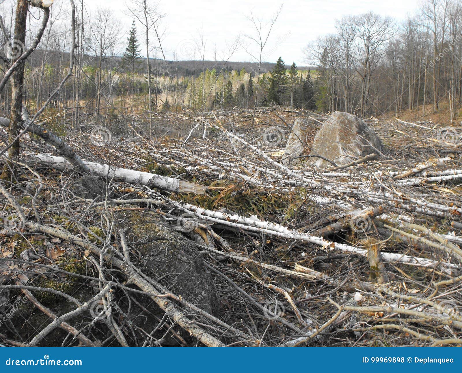 bush destruction in quebec. canada, north america.