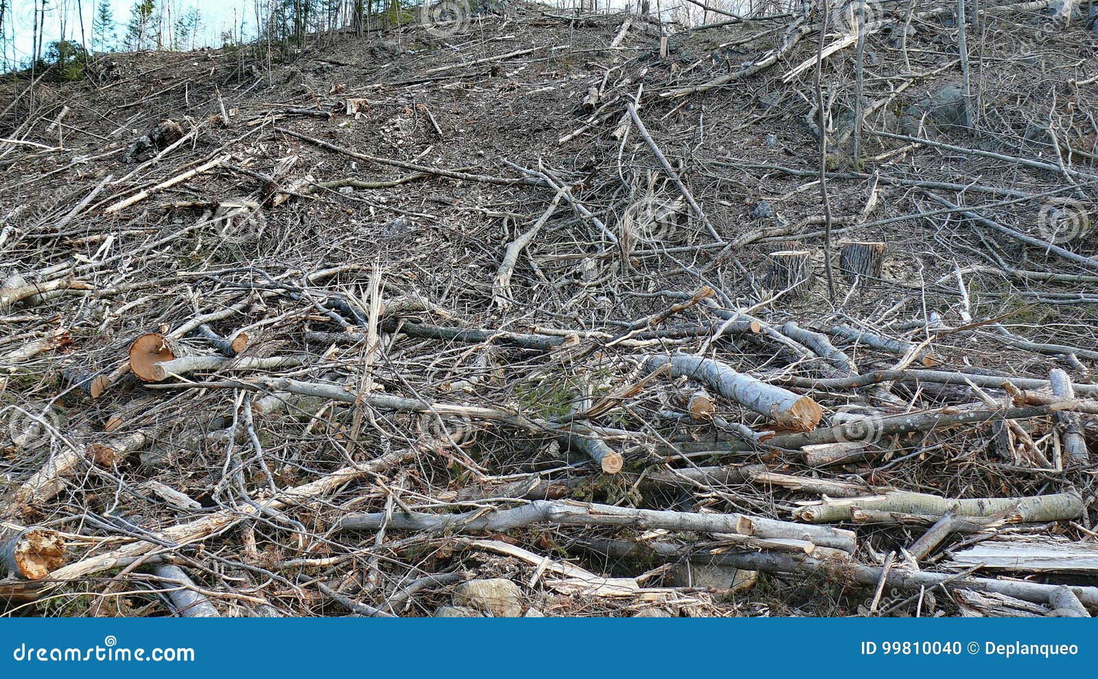 bush destruction in quebec. canada, north america.