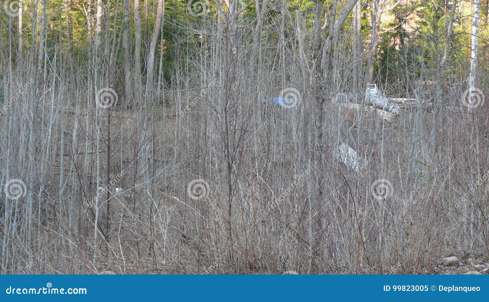 bush destruction in quebec. canada, north america.