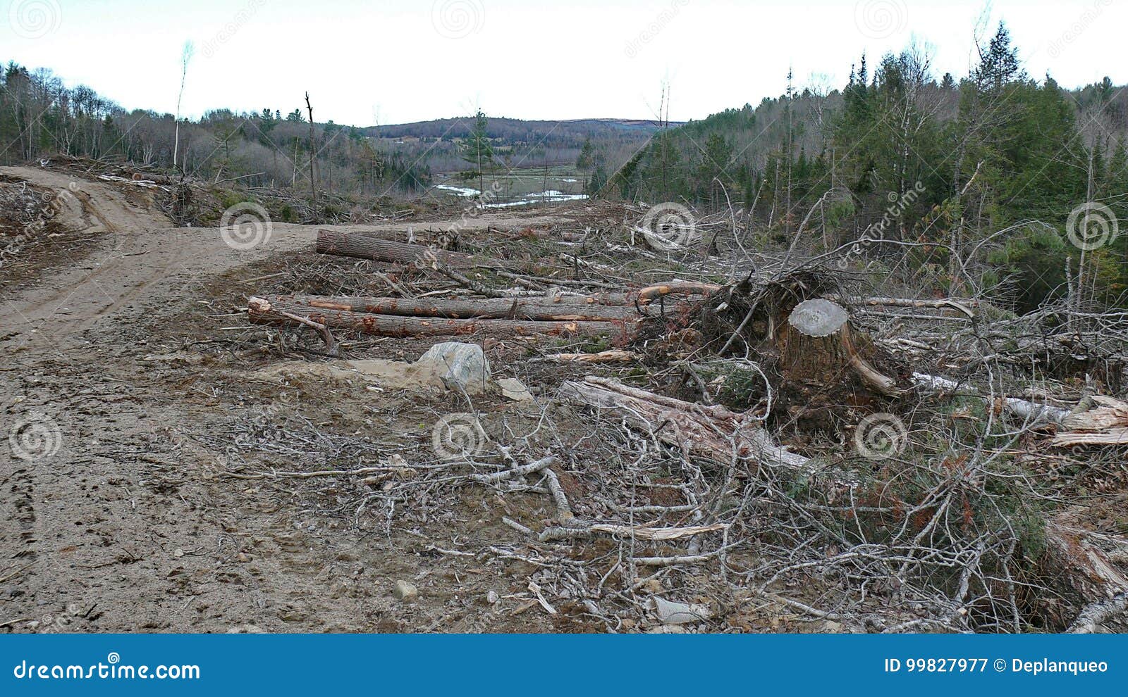 bush destruction in quebec. canada, north america.