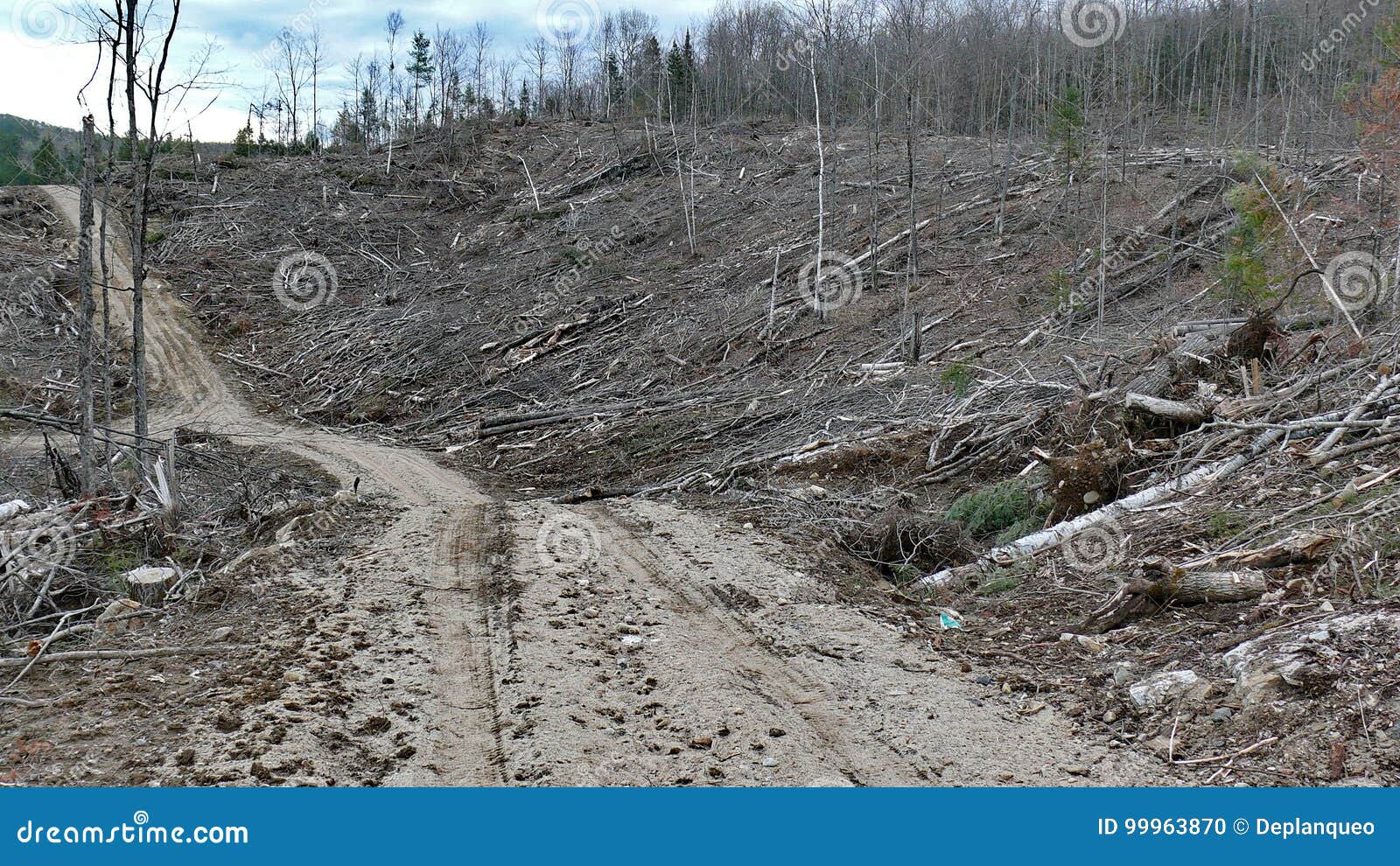 bush destruction in quebec. canada, north america.