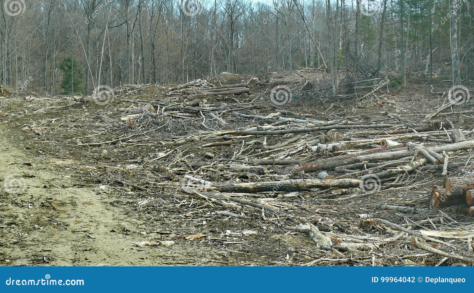 bush destruction in quebec. canada, north america.