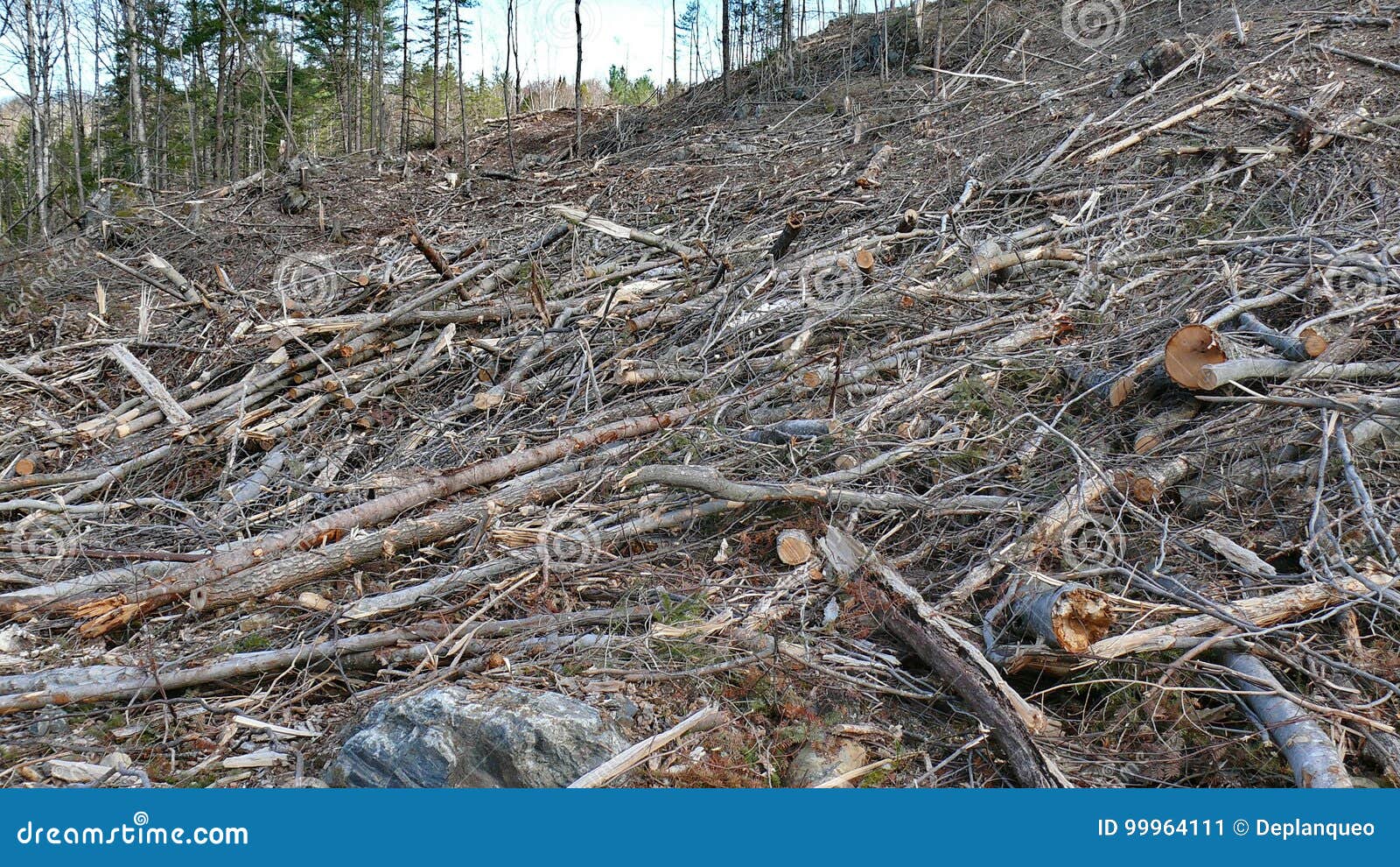 bush destruction in quebec. canada, north america.