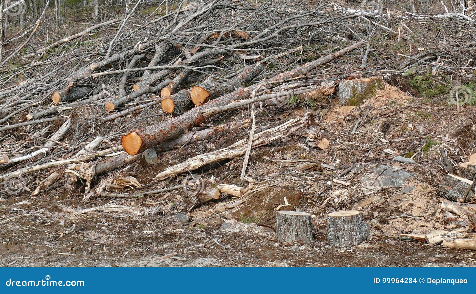 bush destruction in quebec. canada, north america.