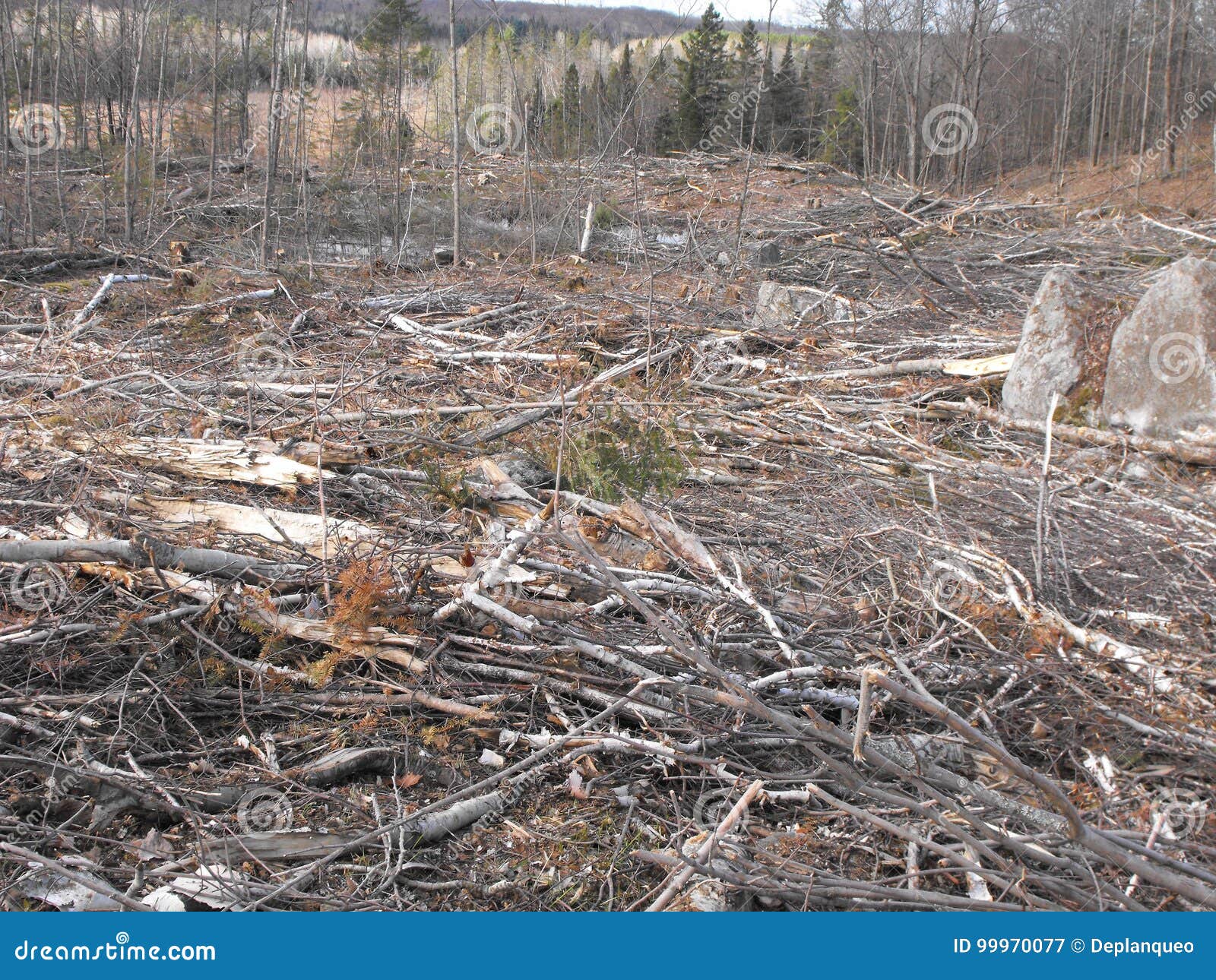 bush destruction in quebec. canada, north america.