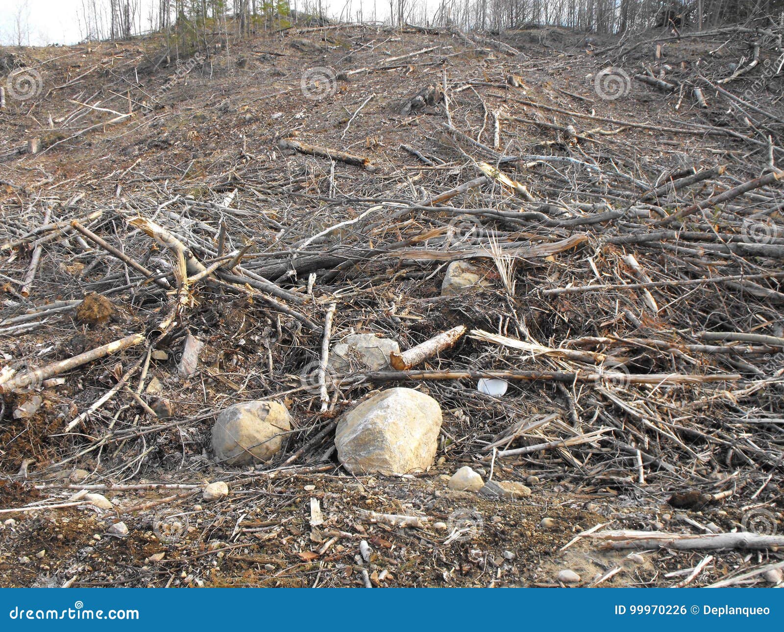 bush destruction in quebec. canada, north america.
