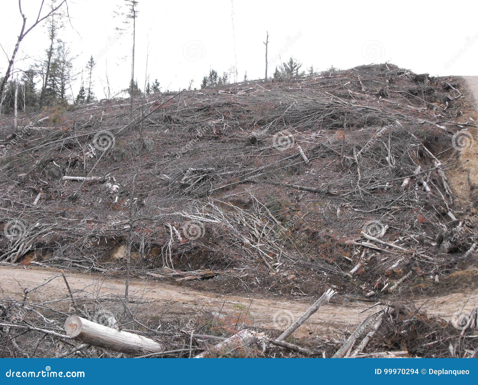 bush destruction in quebec. canada, north america.