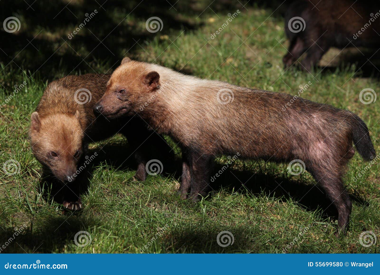 bush dog (speothos venaticus)