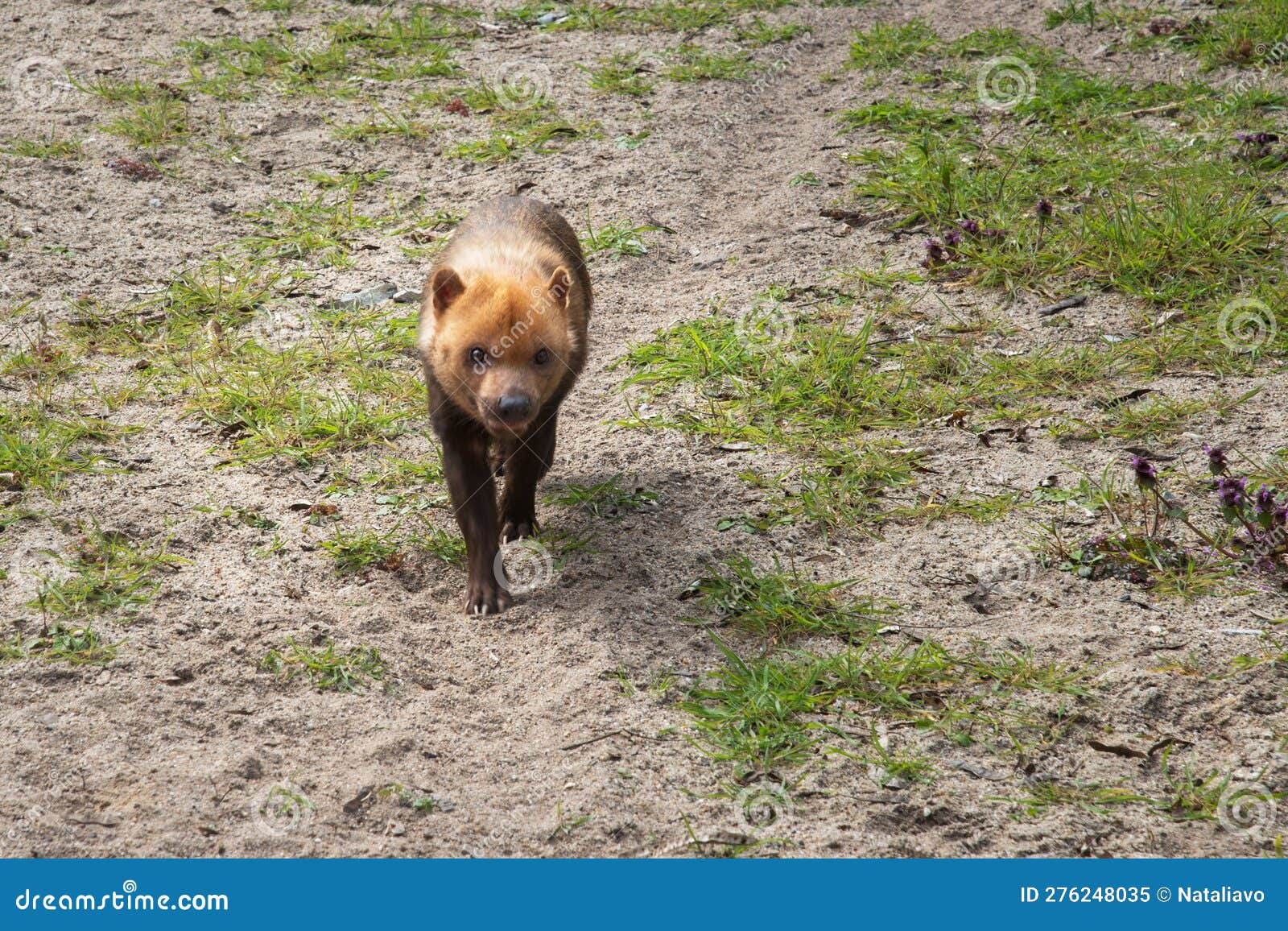 bush dog, speothos venaticus, a predatory mammal of the canine family