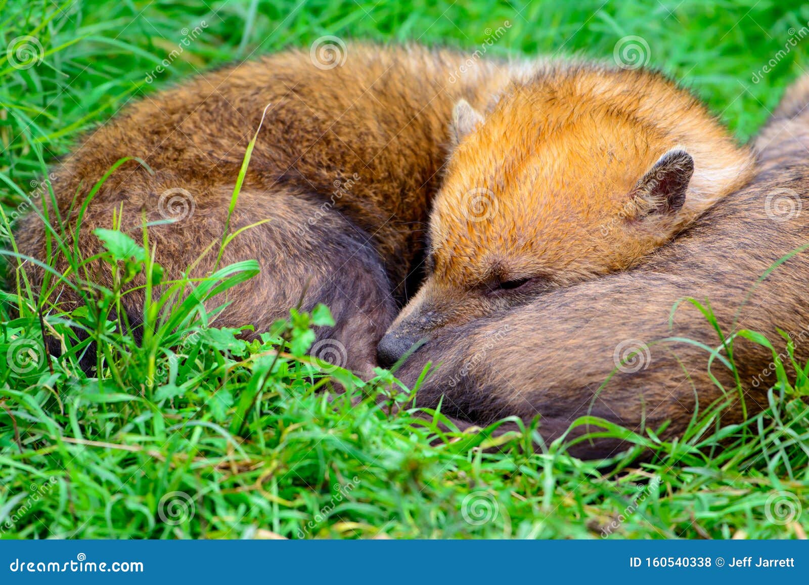 bush dog speothos venaticus