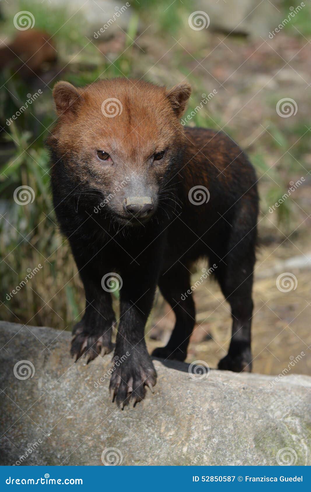 bush dog (speothos venaticus)