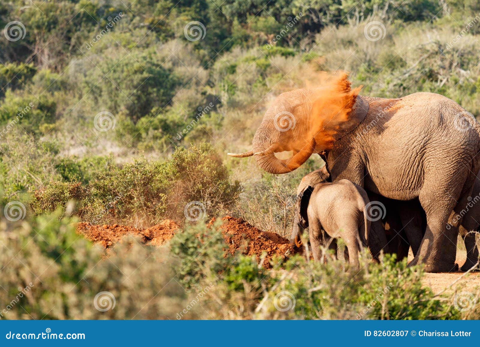 Bush Elephant Throwing Sand on Her Back Stock Image Image of masai