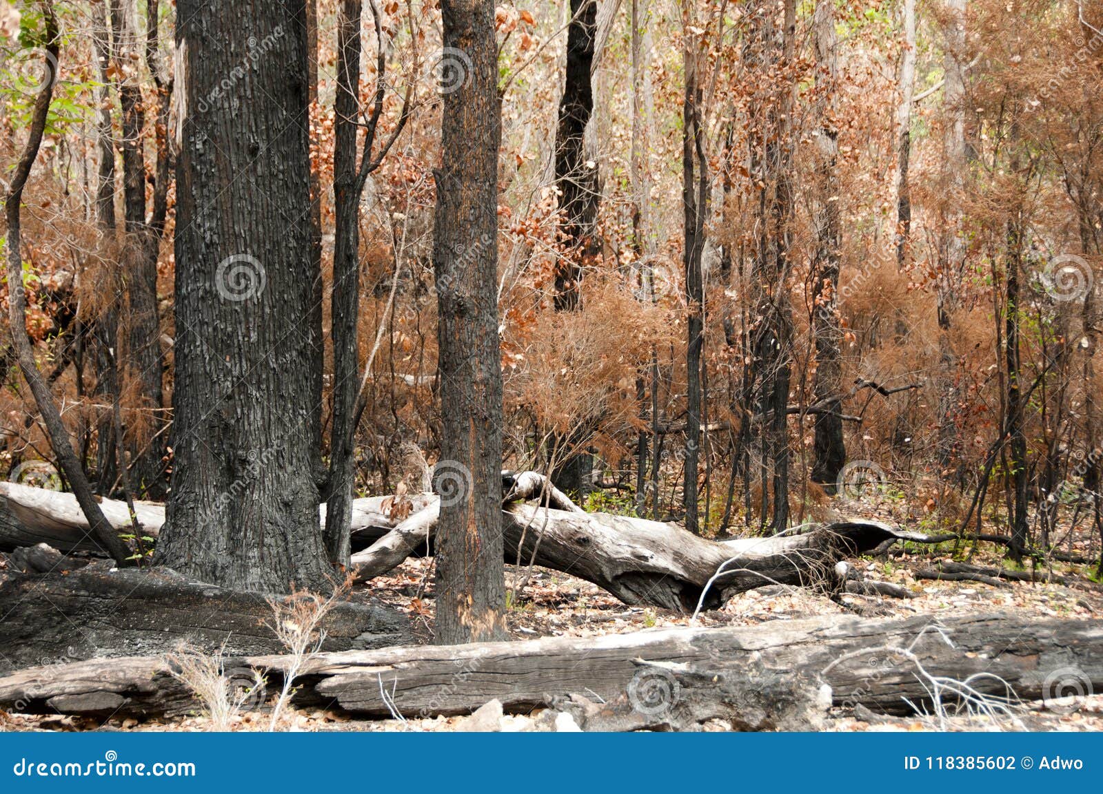 Bush Fire Trees stock photo. Image of fires, eucalyptus 118385602