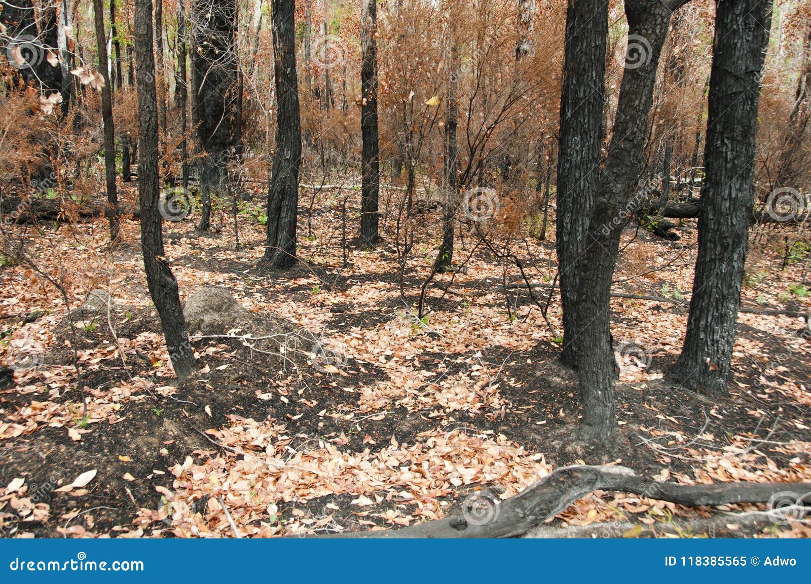 Bush Fire Trees stock image. Image of smoke, bushfire 118385565