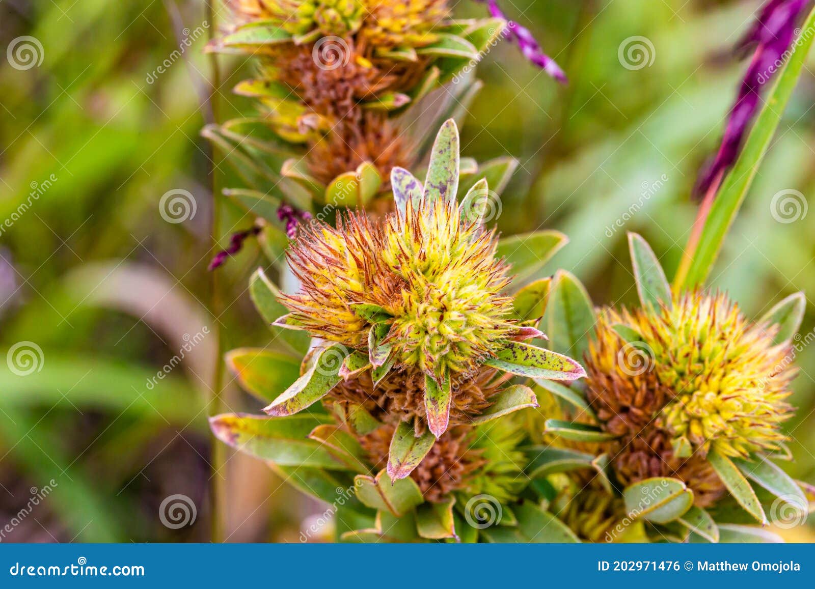 a bush of flowering plat possibly roundhead bushclover, or roundhead lespedeza.