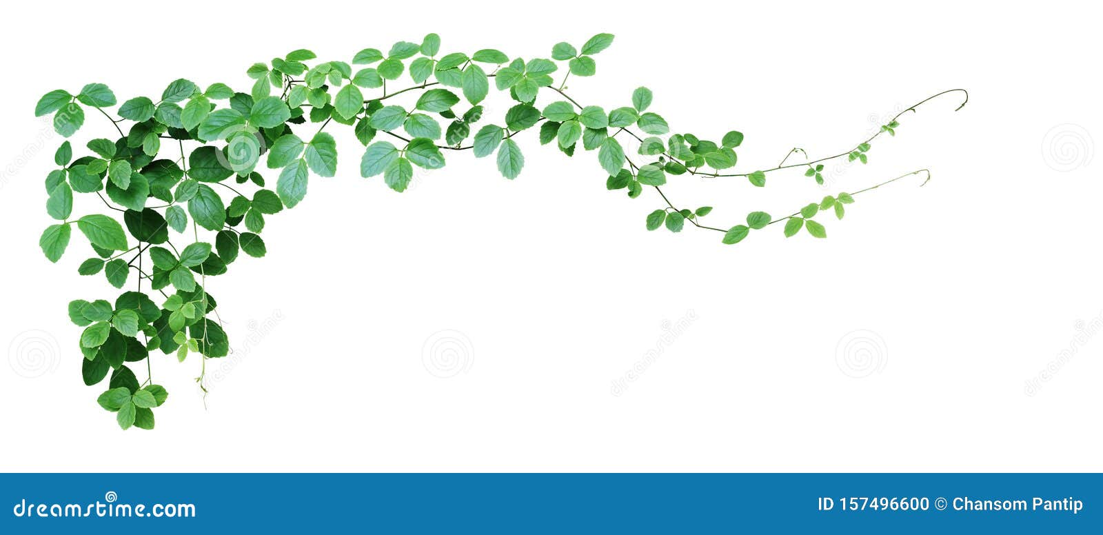 bush grape or three-leaved wild vine cayratia cayratia trifolia liana ivy plant bush, nature frame jungle border  on