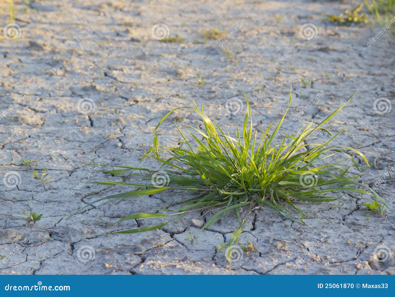 Bush of Green Grass and the Dry Earth. Stock Photo Image of gray