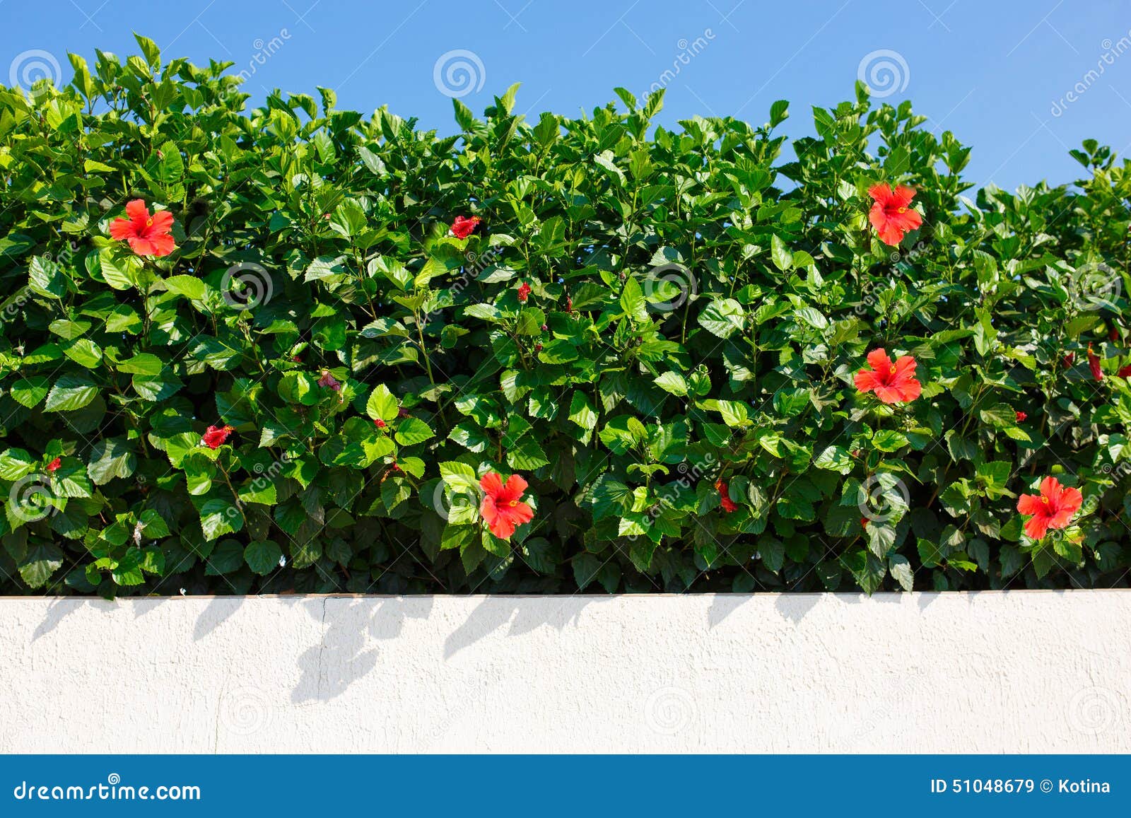 bush green hedge with red hibiscus.