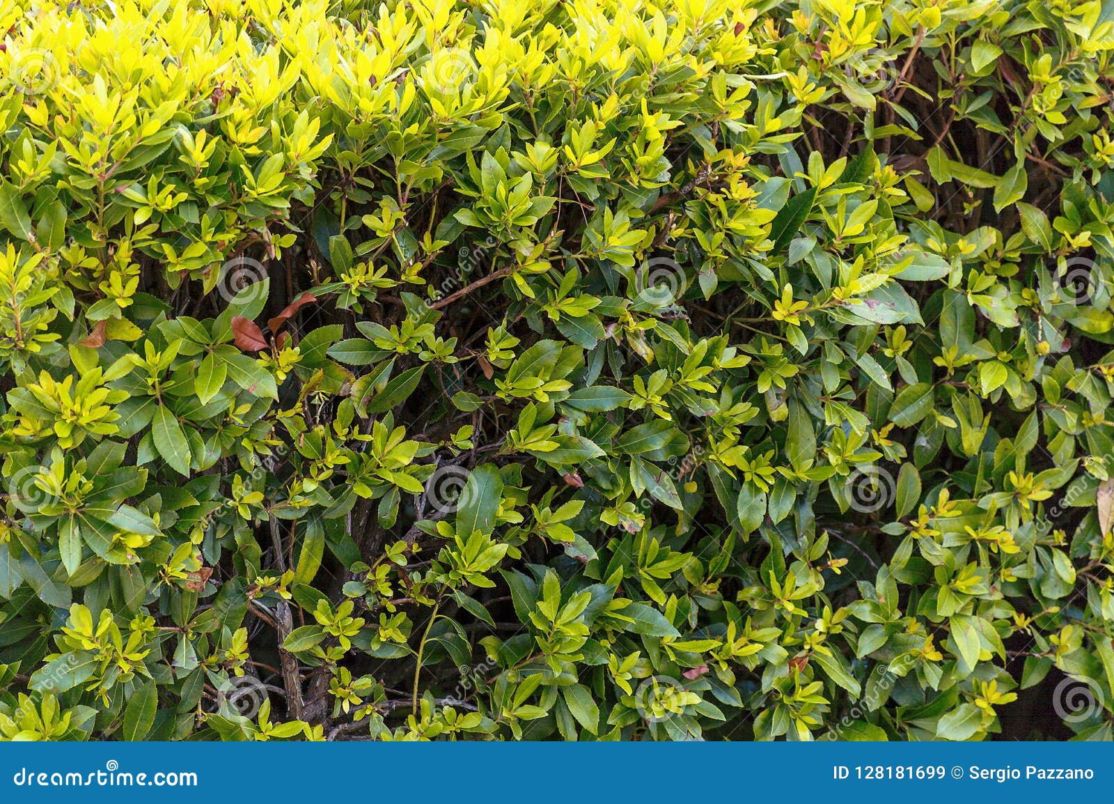 Bush of Green Leaves in a Peaceful Mediterranean Garden Stock Image ...