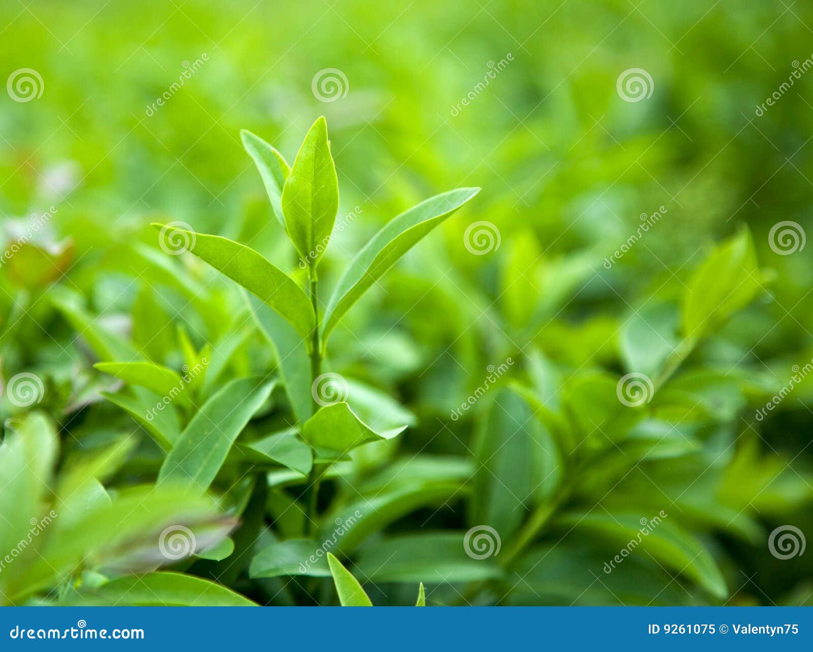 Bush of green tea stock image. Image of drink, freshness 9261075