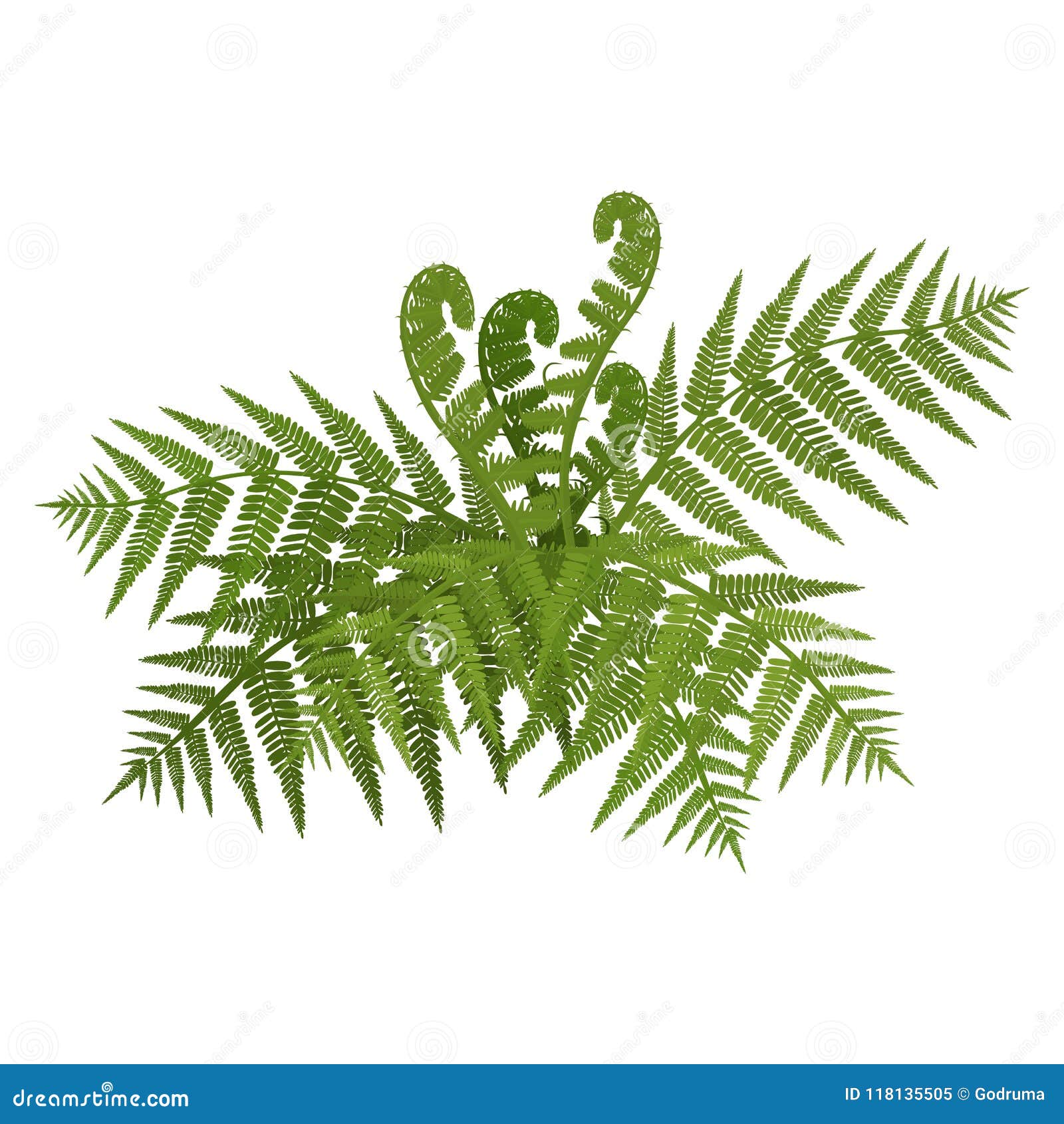 bush of green wide open leaves of fern  