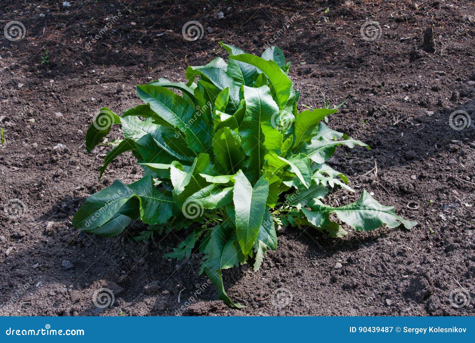 Bush of Horseradish in the Garden. Armoracia Rusticana Stock Image