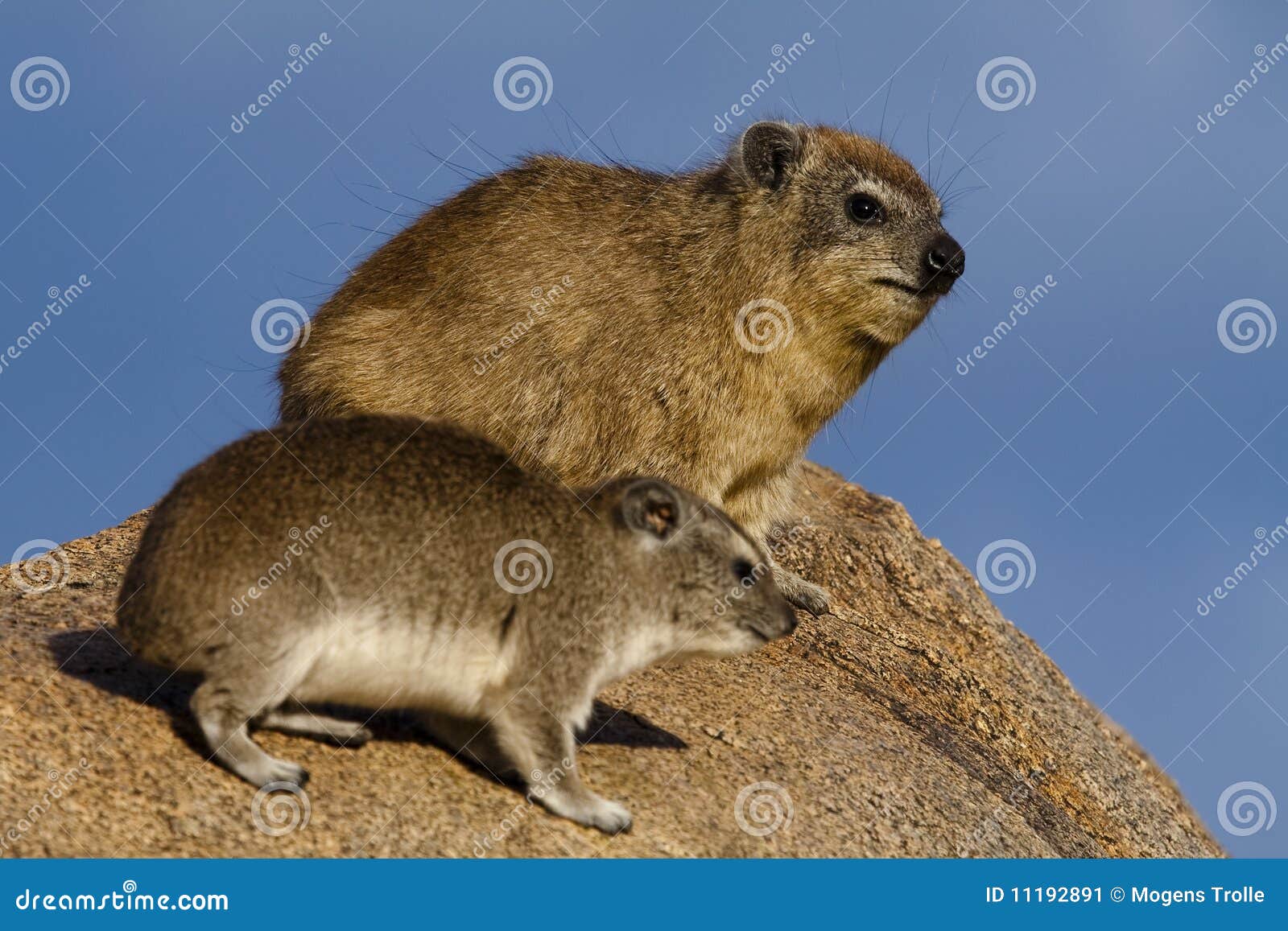 bush hyrax and rock hyrax, serengeti
