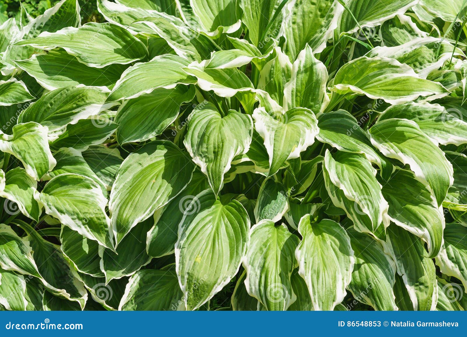 Bush Ist Uppiges Grun Mit Einem Weisser Rand Hosta Gewellten Lat Hosta Undulata Stockbild Bild Von Weisser Gewellten