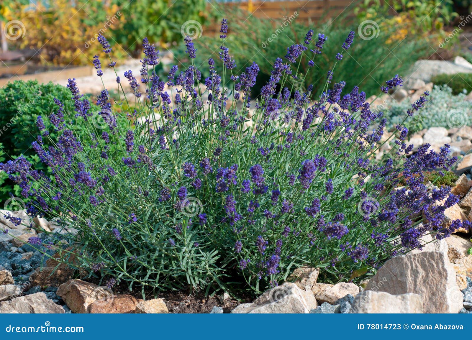 Bush of lavender stock image. Image of herb, plant, autumn 78014723