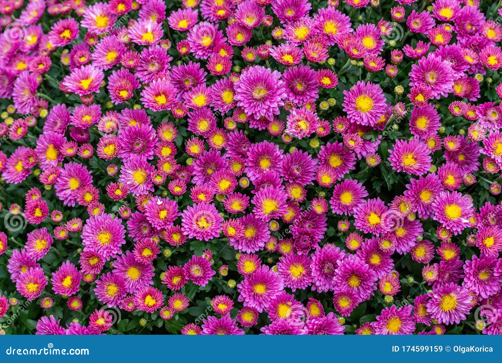 Bush of Magenta Magenta Chrysanthemum Blossom, Top View. Bright Pink ...