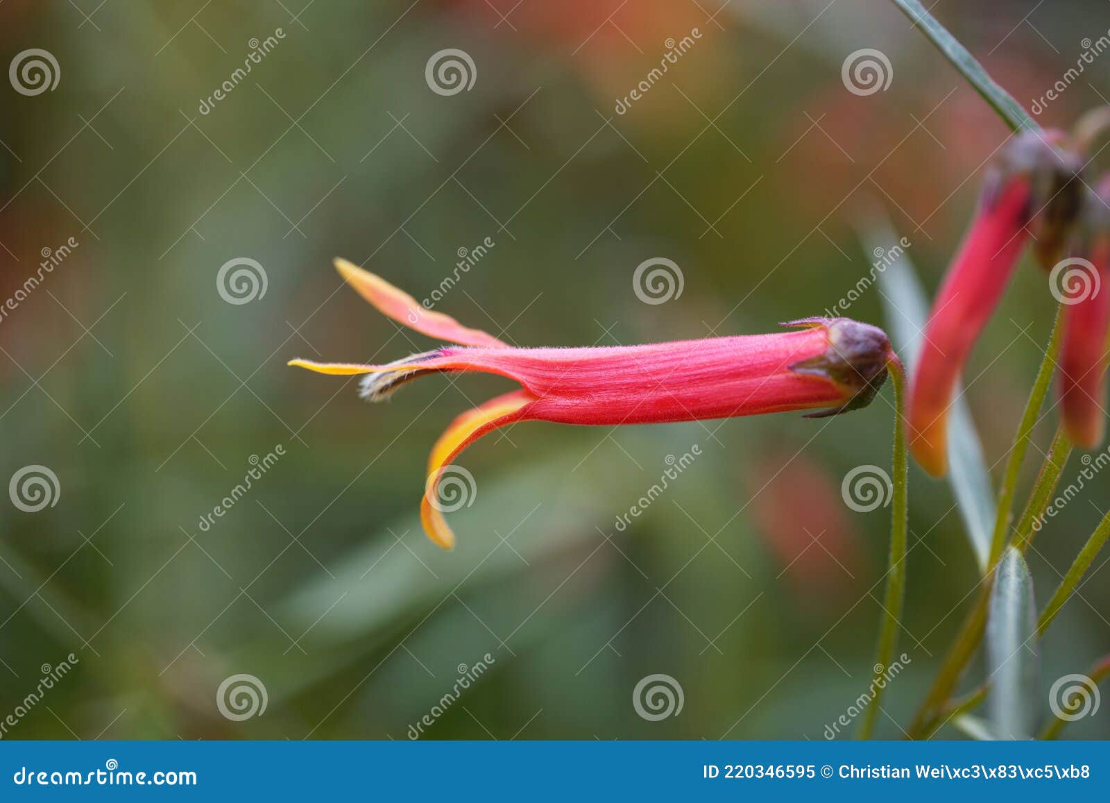 Bush Mexicano Lobelia Lobelia Laxiflora Imagem de Stock - Imagem de ...