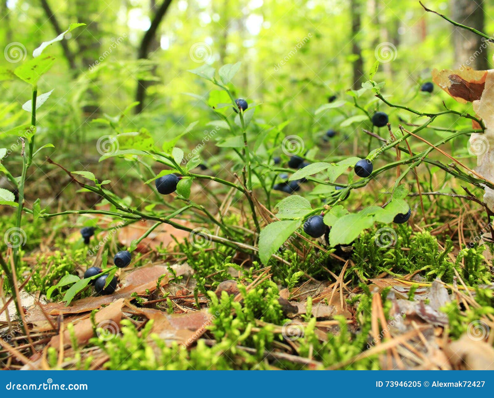 Bush Mit Heidelbeere Im Wald Stockbild Bild von blatt, heidelbeeren