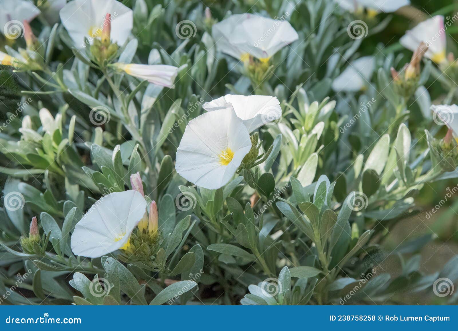 silverbush convolvulus cneorum, white flowers