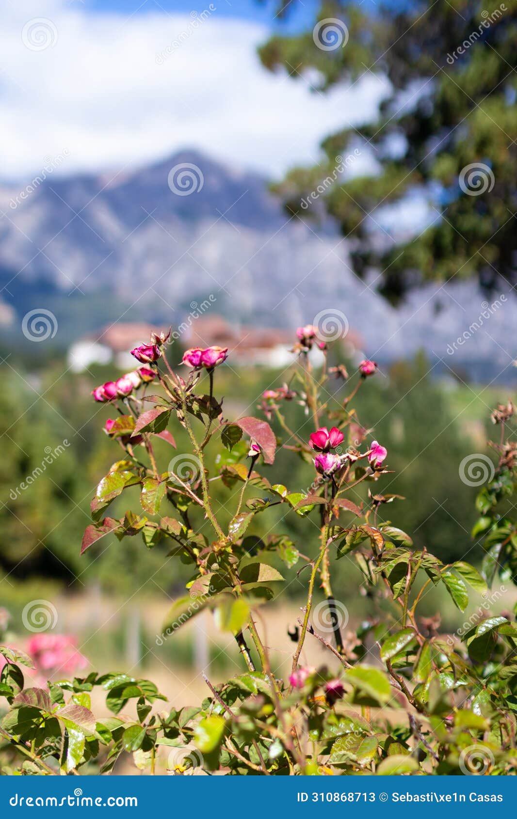 bush of pink fucsia flowers