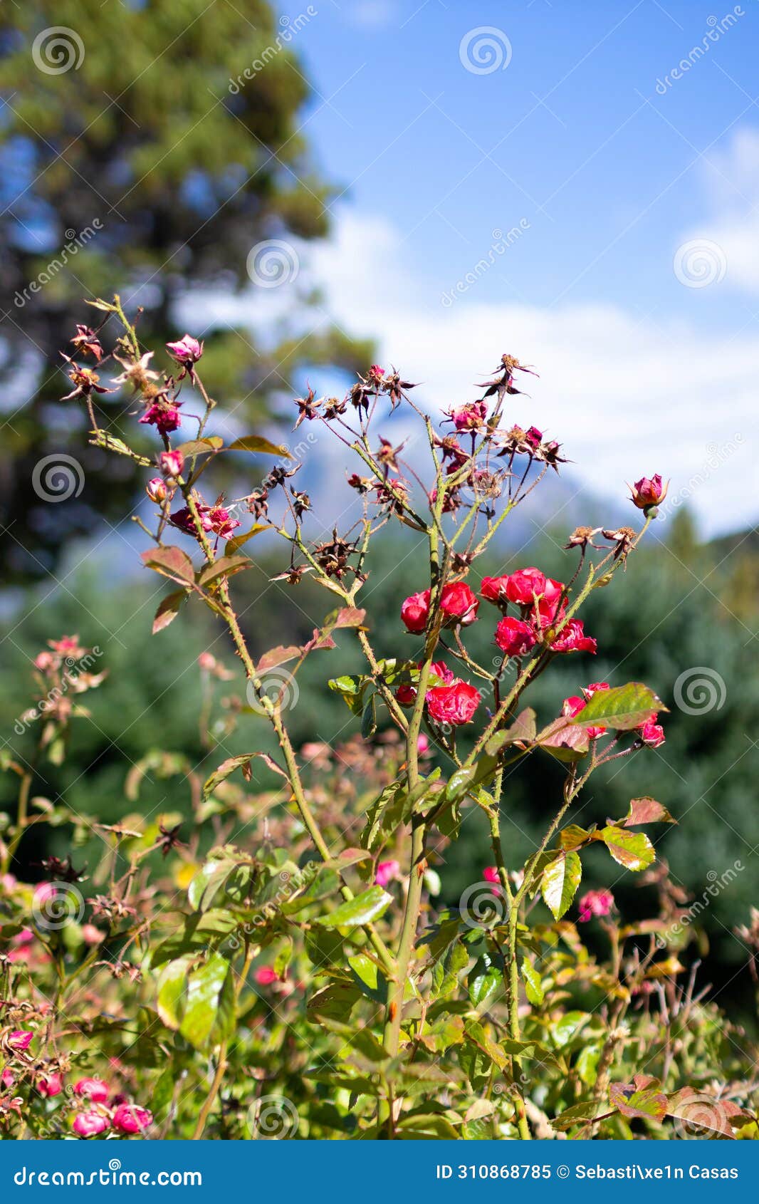 bush of pink fucsia flowers