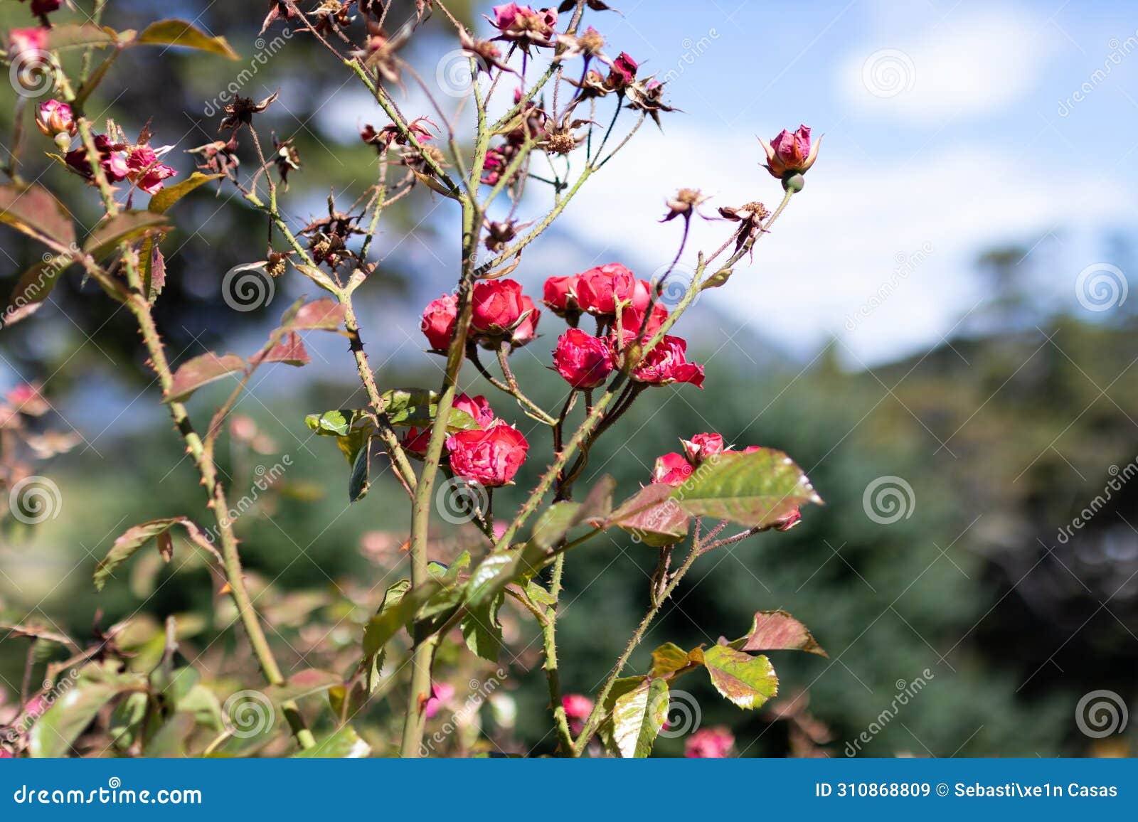 bush of pink fucsia flowers